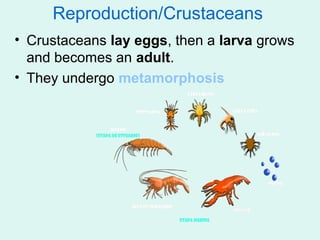 Reproduction/Crustaceans
• Crustaceans lay eggs, then a larva grows
  and becomes an adult.
• They undergo metamorphosis
 