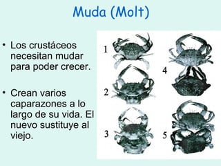 Muda (Molt)

• Los crustáceos
  necesitan mudar
  para poder crecer.

• Crean varios
  caparazones a lo
  largo de su vida. El
  nuevo sustituye al
  viejo.
 