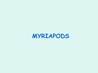 MYRIAPODS
 
