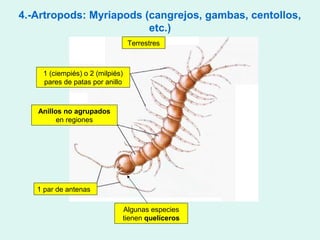 4.-Artropods: Myriapods (cangrejos, gambas, centollos,
                         etc.)
                                 Terrestres



    1 (ciempiés) o 2 (milpiés)
    pares de patas por anillo



   Anillos no agrupados
         en regiones




   1 par de antenas

                             Algunas especies
                             tienen quelíceros
 