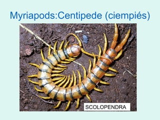 Myriapods:Centipede (ciempiés)




                SCOLOPENDRA
 