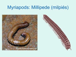 Myriapods: Millipede (milpiés)
 