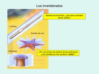 Los invertebrados

         Además de la lombriz, ¿qué otros animales
                      tienen anillos?




 ¿Por qué el tipo de simetría de las anémonas
   y las estrellas de mar se llama “radial”?
 