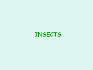 INSECTS
 
