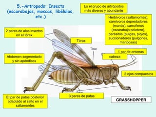 5.-Artropods: Insects             Es el grupo de artrópodos
(escarabajos, moscas, libélulas,       más diverso y abundante
             etc.)                                    Herbívoros (saltamontes),
                                                      carnívoros depredadores
                                                         (mantis), carroñeros
2 pares de alas insertos                                (escarabajo pelotero),
      en el tórax                                     parásitos (pulgas, piojos),
                                                      succionadores (pulgones,
                                   Tórax                     mariposas)

                                                           1 par de antenas
Abdomen segmentado                                    cabeza
   y sin apéndices


                                                                   2 ojos compuestos




El par de patas posterior    3 pares de patas
 adaptado al salto en el                                   GRASSHOPPER
      saltamontes
 