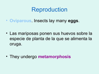 Reproduction
• Oviparous. Insects lay many eggs.

• Las mariposas ponen sus huevos sobre la
  especie de planta de la que se alimenta la
  oruga.

• They undergo metamorphosis
 
