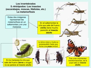 Los invertebrados
     5.-Artrópodos: Los insectos
 (escarabajos, moscas, libélulas, etc.)
           La metamorfosis
    Estas dos imágenes
   Estas dos imágenes
       representan las
      representan las
     metamorfosis en un
    metamorfosis en un            En el saltamontes la
   saltamontes yyen una
    saltamontes en una
                                 cría que sale del huevo
          mariposa
         mariposa                  (ninfa) tiene mucho
                                   parecido al insecto
                                          adulto



                                 La larva crece y muda su
                                  exoesqueleto hasta que
                                  forma una pupa inmóvil




                                                             Tras unas importantes
  En la mariposa la cría que                                transformaciones, de la
sale del huevo (larva u oruga)                                pupa sale un insecto
no se parece al insecto adulto                                      adulto
 