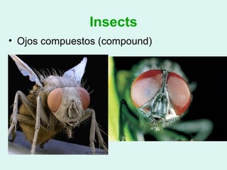 Insects
• Ojos compuestos (compound)
 