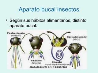 Aparato bucal insectos
• Según sus hábitos alimentarios, distinto
  aparato bucal.
 