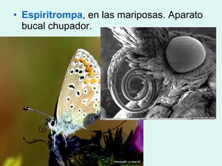 • Espiritrompa, en las mariposas. Aparato
  bucal chupador.
 
