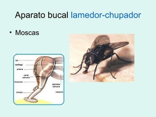 Aparato bucal lamedor-chupador
• Moscas
 