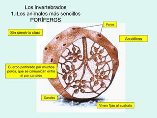 Los invertebrados
  1.-Los animales más sencillos
          PORÍFEROS
                                      Poros

 Sin simetría clara
                                                    Acuáticos




Cuerpo perforado por muchos
poros, que se comunican entre
        sí por canales




                      Canales

                                  Viven fijas al sustrato
 