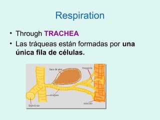 Respiration
• Through TRACHEA
• Las tráqueas están formadas por una
  única fila de células.
 