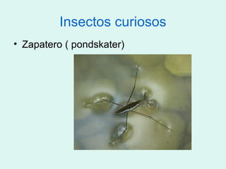 Insectos curiosos
• Zapatero ( pondskater)
 