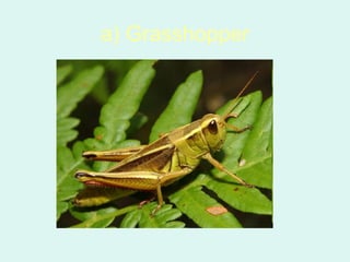 a) Grasshopper
 