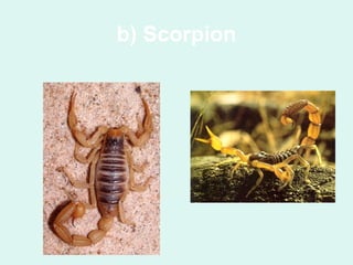 b) Scorpion
 
