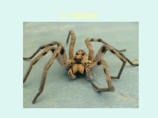 c) Spider
 