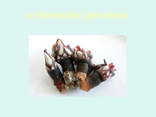 e) Barnacles (percebes)
 