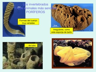 Los invertebrados
1.-Los animales más sencillos
        PORÍFEROS

   Formas del cuerpo
     muy variadas


                           Irregulares, como
                         esta esponja de baño




         …de tubo
 