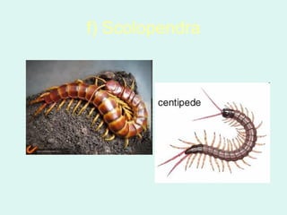 f) Scolopendra
 