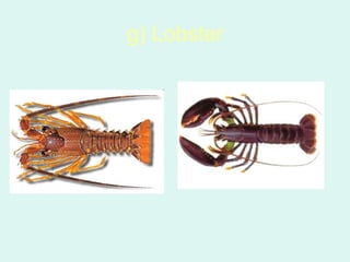g) Lobster
 