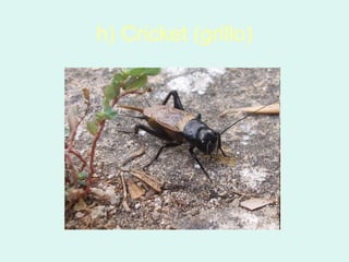 h) Cricket (grillo)
 