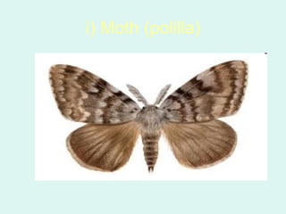 i) Moth (polilla)
 