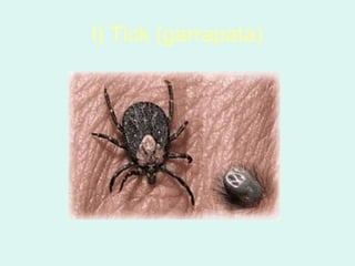 l) Tick (garrapata)
 