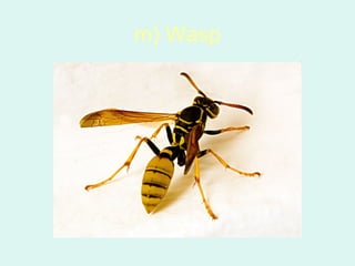 m) Wasp
 