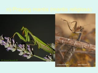 n) Praying mantis (mantis religiosa)
 
