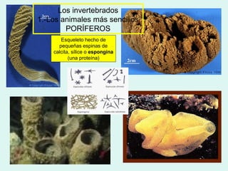 Los invertebrados
1.-Los animales más sencillos
        PORÍFEROS
       Esqueleto hecho de
      pequeñas espinas de
    calcita, sílice o espongina
           (una proteína)
 