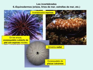 Los invertebrados
         6.-Equinodermos (erizos, lirios de mar, estrellas de mar, etc.)

                            Invertebrados marinos




       En los erizos,
exoesqueleto cubierto de
 piel con espinas móviles

                                           Simetría radial




                                          Exoesqueleto de
                                          placas calcáreas
 