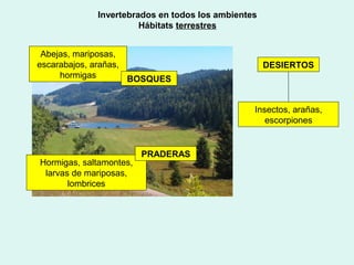 Invertebrados en todos los ambientes
                       Hábitats terrestres


 Abejas, mariposas,
escarabajos, arañas,                                DESIERTOS
     hormigas        BOSQUES


                                                Insectos, arañas,
                                                   escorpiones


                         PRADERAS
Hormigas, saltamontes,
 larvas de mariposas,
       lombrices
 