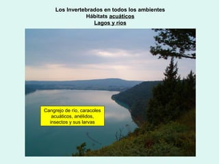 Los Invertebrados en todos los ambientes
                Hábitats acuáticos
                   Lagos y ríos




Cangrejo de río, caracoles
   acuáticos, anélidos,
  insectos y sus larvas
 