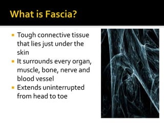  Tough connective tissue
that lies just under the
skin
 It surrounds every organ,
muscle, bone, nerve and
blood vessel
 Extends uninterrupted
from head to toe
 