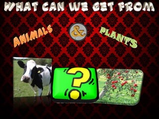 PPT. WHAT CAN WE GET FROM ANIMALS AND PLANTS?