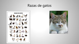 Razas de gatos
 