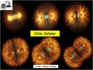 Ciclo Celular
11ºAno – Biologia e Geologia 1
 