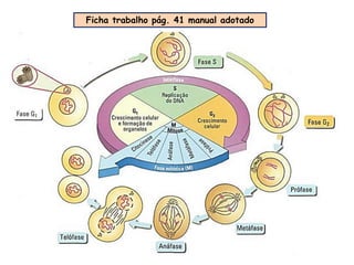 10
Ficha trabalho pág. 41 manual adotado
 