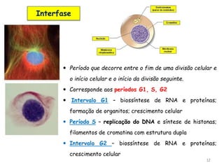 12
Interfase
 Período que decorre entre o fim de uma divisão celular e
o início celular e o início da divisão seguinte.
 Corresponde aos períodos G1, S, G2
 Intervalo G1 – biossíntese de RNA e proteínas;
formação de organitos; crescimento celular
 Período S – replicação do DNA e síntese de histonas;
filamentos de cromatina com estrutura dupla
 Intervalo G2 – biossíntese de RNA e proteínas;
crescimento celular
 