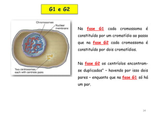 14
G1 e G2
Na fase G1 cada cromossoma é
constituído por um cromatídio ao passo
que na fase G2 cada cromossoma é
constituído por dois cromatídios.
Na fase G2 os centríolos encontram-
se duplicados" – havendo por isso dois
pares – enquanto que na fase G1 só há
um par.
 