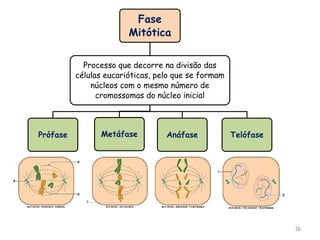 16
Fase
Mitótica
Processo que decorre na divisão das
células eucarióticas, pelo que se formam
núcleos com o mesmo número de
cromossomas do núcleo inicial
Prófase Metáfase Anáfase Telófase
 