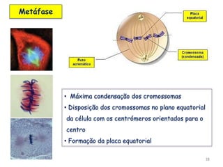 18
Metáfase
• Máxima condensação dos cromossomas
• Disposição dos cromossomas no plano equatorial
da célula com os centrómeros orientados para o
centro
• Formação da placa equatorial
 