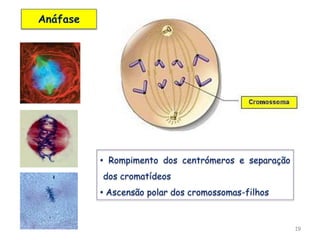 19
Anáfase
• Rompimento dos centrómeros e separação
dos cromatídeos
• Ascensão polar dos cromossomas-filhos
 
