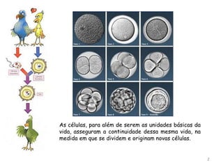 As células, para além de serem as unidades básicas da
vida, asseguram a continuidade dessa mesma vida, na
medida em que se dividem e originam novas células.
2
 