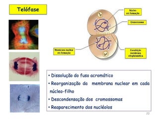 20
Telófase
• Dissolução do fuso acromático
• Reorganização da membrana nuclear em cada
núcleo-filho
• Descondensação dos cromossomas
• Reaparecimento dos nucléolos
 