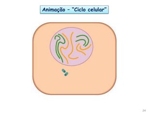24
Animação – “Ciclo celular”
 
