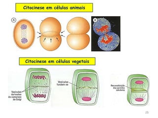 25
Citocinese em células animais
Citocinese em células vegetais
 