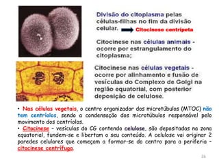 26
• Nas células vegetais, o centro organizador dos microtúbulos (MTOC) não
tem centríolos, sendo a condensação dos microtúbulos responsável pelo
movimento dos centríolos.
• Citocinese – vesículas do CG contendo celulose, são depositadas na zona
equatorial, fundem-se e libertam o seu conteúdo. A celulose vai originar 2
paredes celulares que começam a formar-se do centro para a periferia –
citocinese centrífuga.
Citocinese centrípeta
 