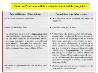 28
Fase mitótica em células animais e em células vegetais
 